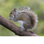 The Squirrel Squad!