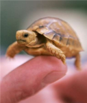 Turtle lovers2.0