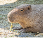 world cabybara