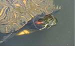 Turtle Cult Only turtle can join