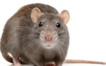RAT ARMY FOR LIFE HOORAY