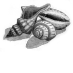 Shell Studios