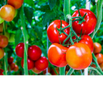 Tomato Town