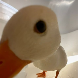 gяαρєѕ
