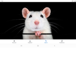 THE BEST RAT PARTY
