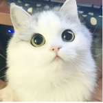 Matilda jr