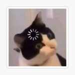 Gatos confundidos