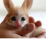 BunnyClan!!!!!!!!!
