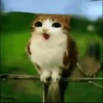 Jeff [Official]