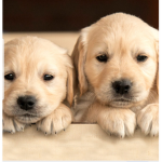 Cute puppy grup