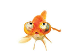 Inspiring Fish