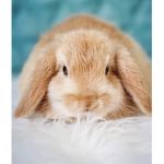Bunny Bugs