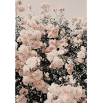 Lovely lifes
