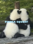 ~~The Panda Squad!~~