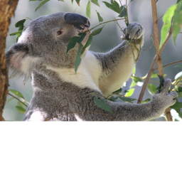 [NEW!]Koala Simulator (BETA)
