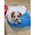 둥이둥아Iee하은