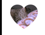 The superkittenahla group