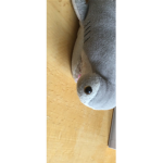 Hammerhead shark is BEST