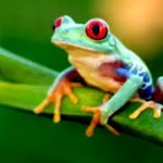 •Froggo Group•
