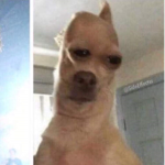 Dogers that aren’t weird