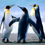 Like Penguins
