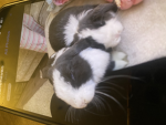 ||{4N1M4LS}||