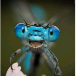 Monkey flys