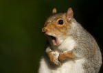Elite Squirrel Squad