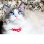 Ragdoll cat