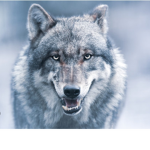 WOLF GANG!!!$
