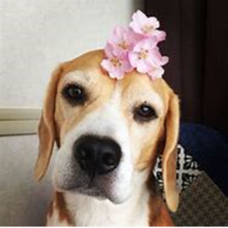 -blossom vibe -