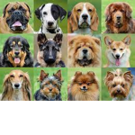 The dog correlation