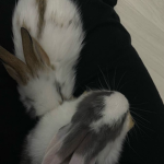 bunibunnies