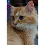 Darwish