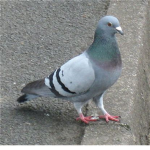 We love pigeons