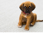 Dog fan group dogs are great