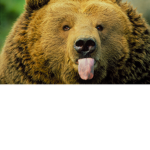 Jungle clan JC