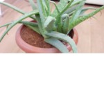 Aloe Vera United