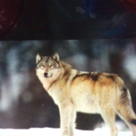 Tha wolf squad