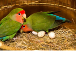 The Lovebird Army