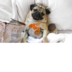 Lazy pups =_=