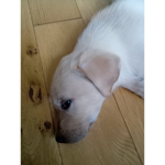 Dog :0