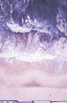 -the lavenders-