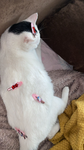 Lisa_BadBaitch donate group -fan group