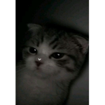 kikiquu