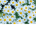 DAiSy DaYS