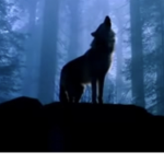 The Wolves of the darkness
