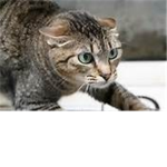 Awesome Cats!