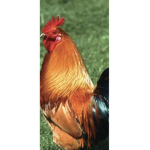 chicken tendes33