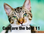 Cats are the best11